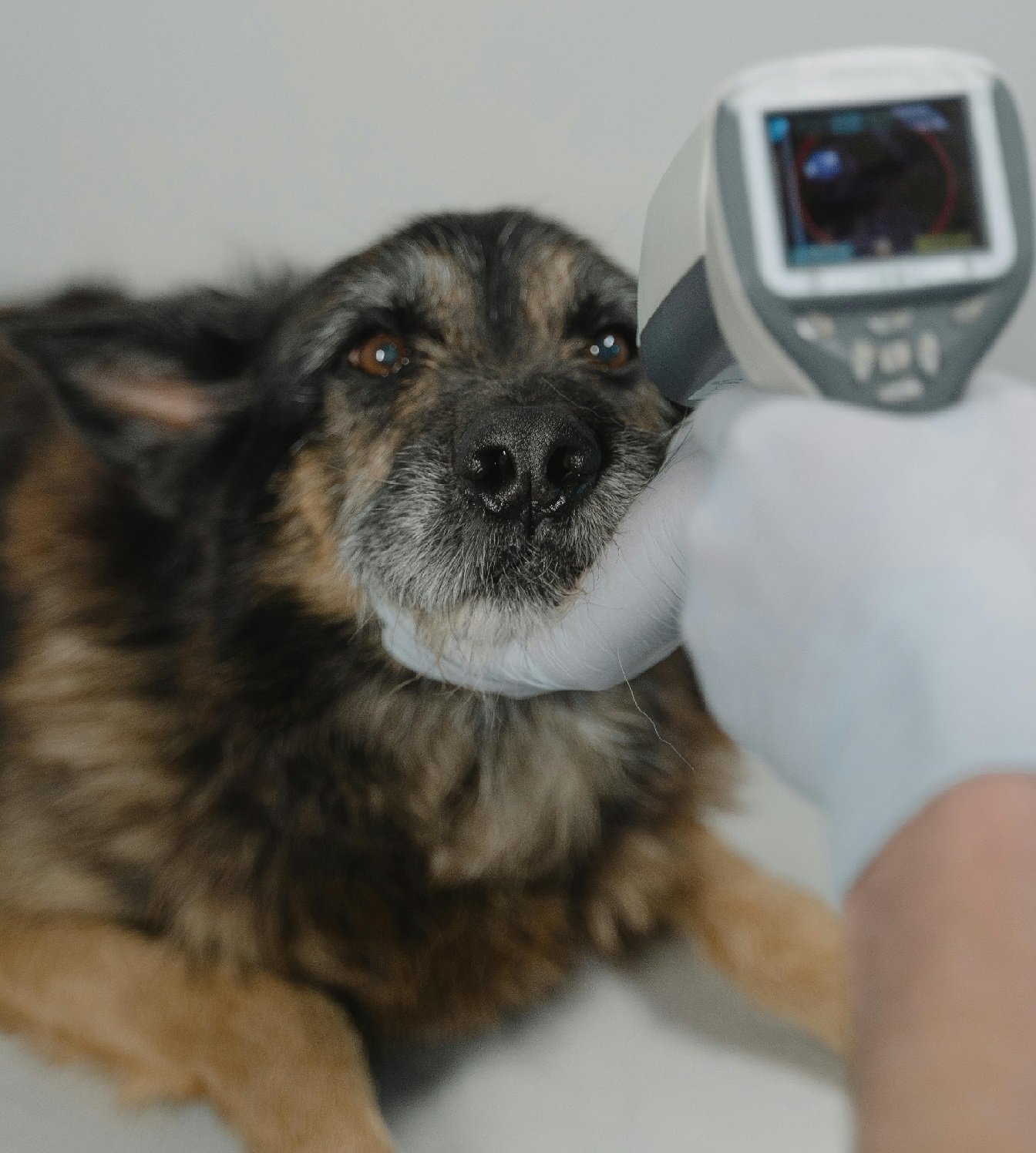 The Perfect Blend: Veterinary Hotels and Sustainable Energy in France